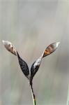 Feuilles séchées sur les plantes