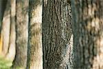 Ligne de troncs d'arbres