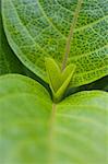 Plant leaves, close-up