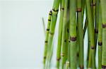 Ansturm der Schachtelhalm (Equisetum Hyemale)