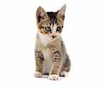 malaysian stray kitten isolated on white