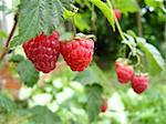 the bunch of red ripe and tasty raspberry