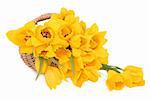 Yellow tulip flowers in a wicker basket and loose over white background, perfect lover variety.