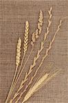 Abstract design of dried grass types with ears of wheat and corn on hessian background.