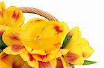 Yellow and red tulip flower arrangement over white background. Selective focus.