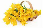 Yellow tulip flowers in a wooden basket over white background, perfect lover variety.