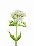 White Butterbur (Petasites albus)