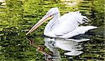 the young Dalmatian pelican floating on water