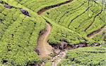 Women picking tea leaves on tea plantations