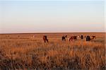 Herd of horses grazing in pasture