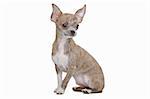 Short haired chihuahua in front of a white background