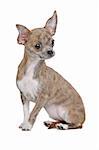 Short haired chihuahua in front of a white background