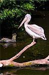 Young Dalmatian Pelican standing on a tree in water