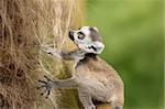 Close up of a baby Ring-Tailed Lemur learning to climb