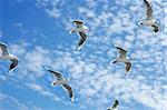 Group of sea gulls against a blue sky with clouds