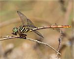 Broad-striped Forceptail Dragonfly (Aphylla angustifolia) perched on woody vegetation near Austin (Travis County), Texas, USA