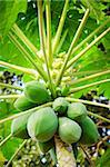 Papaya tree with bunch of fruits, focus on the biggest fruit