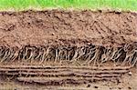 Cross section of the earth with roots and layers of dirt
