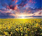 Wonderful sunset over sunflowers field