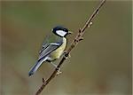 Great tit perched on a tree branch.