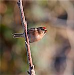 A redpoll on a branch