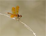 Male Eastern Amberwing Dragonfly (Perithemis tenera), perched on woody vegetation on a pond near Uvalde (Uvalde County), Texas