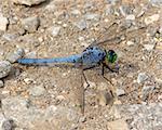 Male/Mature Eastern (Common) Pondhawk (Erythemis simplicicollis), perched on the ground next to a wetland near San Antonio (Bexar County), Texas