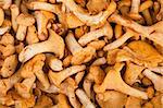 Close up of chanterelles - Cantharellus Cibarius