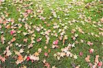 Fallen Maple Tree Leaves on Field of Moss in Autumn Background