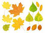 Set - autumn leafs of birch, maple and barberry. Isolated over white
