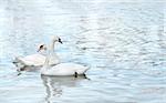 Two white swans. Summer day