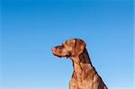 The head and neck of a vizsla dog (Hungarian pointer) with a deep blue sky in the background.