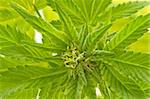 cannabis indica foliage close-up, selective focus