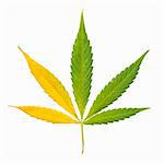 Green Marijuana Leaf. Isolated on white background