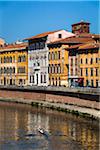 Ruderer auf dem Fluss Arno in Pisa, Toskana, Italien