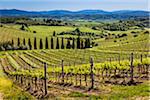 Weinberg, Chianti, Toskana, Italien