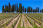 Vignobles, Lilliano, Chianti, Toscane, Italie