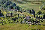 Vineyard, San Gimignano, Siena Province, Tuscany, Italy