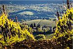 Vignoble, San Gimignano, Province de Sienne, Toscane, Italie