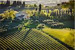 Ferme et vignoble, San Gimignano, Province de Sienne, Toscane, Italie