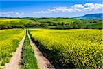 Straße durch Field of Canola Flowers, San Quirico d ' Orcia, Provinz Siena, Toskana, Italien