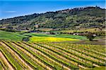 Montalcino, Val d ' Orcia, Provinz Siena, Toskana, Italien