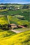 Ferme et vignoble, Montalcino, Val d'Orcia, Province de Sienne, Toscane, Italie