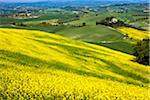 Colline couverte de canola, Montalcino, Val d'Orcia, Province de Sienne, Toscane, Italie