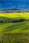 Overview of Farmland, Val d'Orcia, Tuscany, Italy