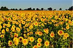 Sunflowers, Black Forest, Schwarzwald-Baar, Baden-Wurttemberg, Germany