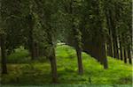 Troupeau de moutons entre les arbres