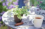 Potted herbs, gardening tools and cup of tea