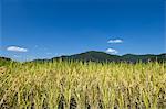 Ear of rice and the blue sky