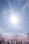 Cherry blossoms in full bloom and the sun and the blue sky